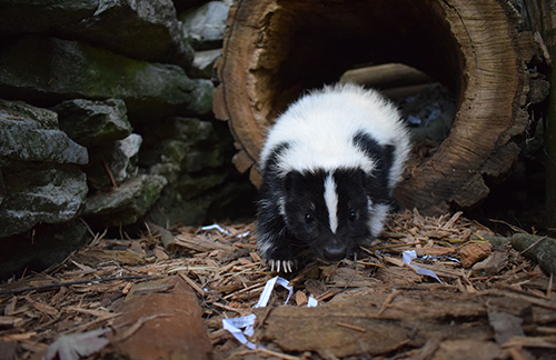 Skunk at ZooAmerica